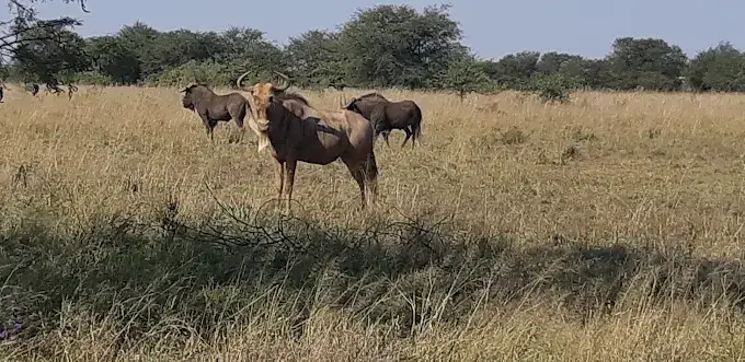Golden wildebeest on the Ukutula plains