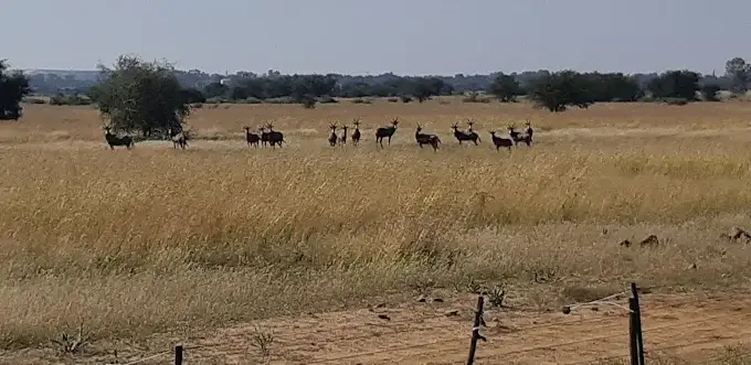 Herd of game on the Ukutula plains