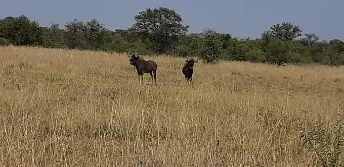 Wildebeest on the estate